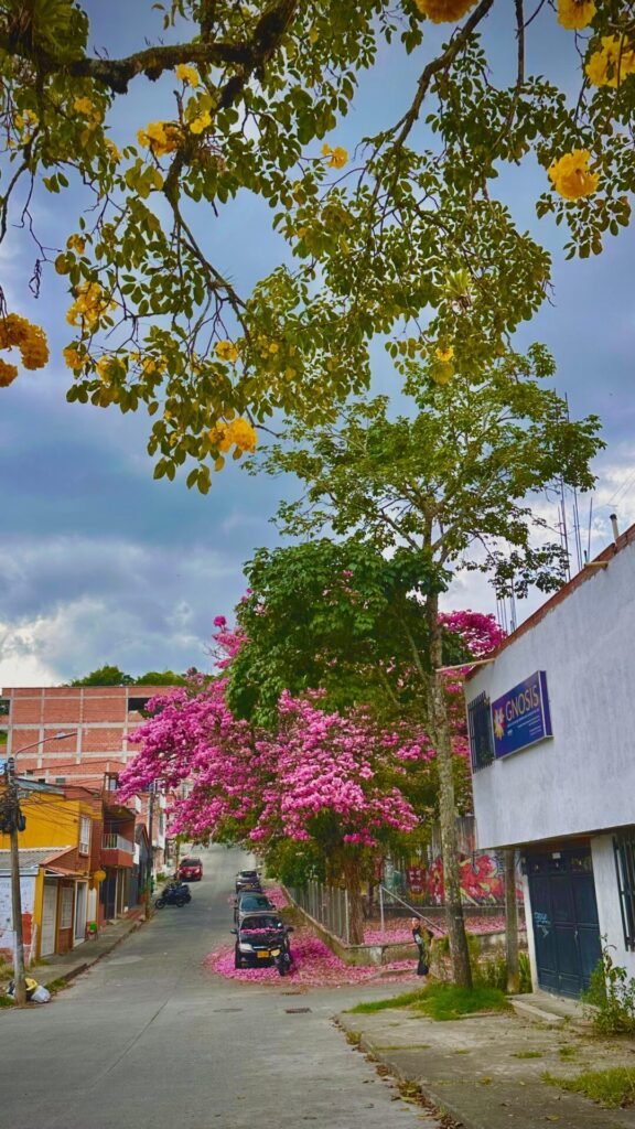 Arbol de cerezo en Riosucio